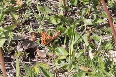 <i>Boloria dia</i>