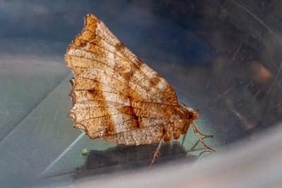 <i>Selenia dentaria</i>