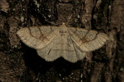 <i>Adactylotis contaminaria</i>