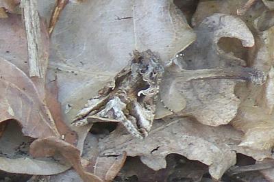 <i>Autographa gamma</i>