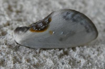 <i>Cilix glaucata/hispanica</i>