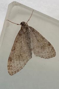 <i>Trichopteryx carpinata</i>