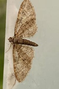 <i>Eupithecia abbreviata</i>