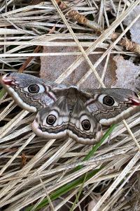 <i>Saturnia pavonia</i>