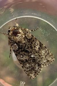<i>Acronicta rumicis</i>