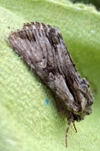 <i>Chloantha hyperici</i>