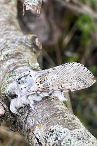 <i>Cerura vinula</i>