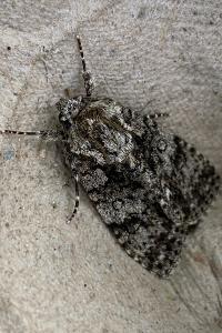 <i>Acronicta rumicis</i>