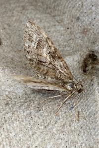 <i>Eupithecia abbreviata</i>