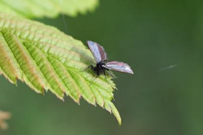 <i>Adela reaumurella</i>