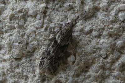 <i>Eudonia angustea</i>