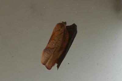 <i>Cacoecimorpha pronubana</i>