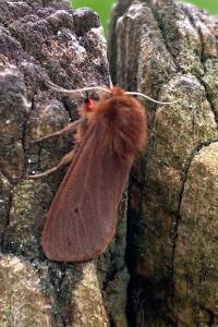 <i>Phragmatobia fuliginosa</i>