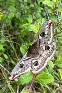 <i>Saturnia pavonia</i>
