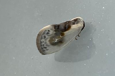 <i>Cilix glaucata</i>