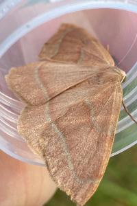 <i>Hylaea fasciaria</i>