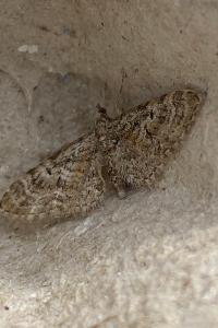 <i>Eupithecia dodoneata</i>