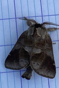 <i>Clostera pigra</i>