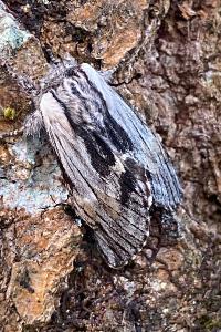 <i>Harpyia milhauseri</i>
