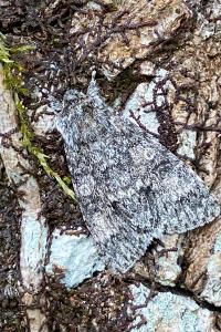 <i>Acronicta megacephala</i>