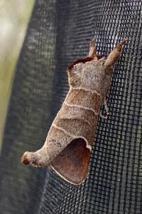 <i>Clostera curtula</i>