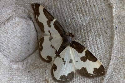 <i>Lomaspilis marginata</i>