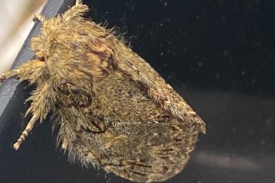 <i>Peridea anceps</i>