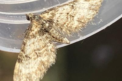 <i>Eupithecia abbreviata</i>