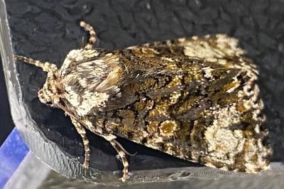 <i>Craniophora ligustri</i>
