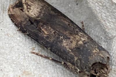 <i>Agrotis ipsilon</i>