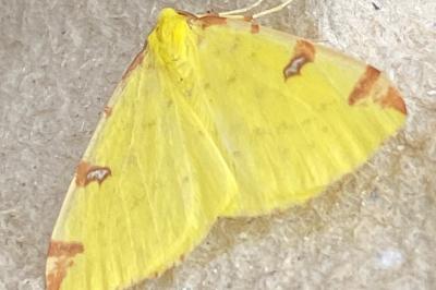 <i>Opisthograptis luteolata</i>