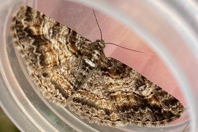 <i>Cleora cinctaria</i>
