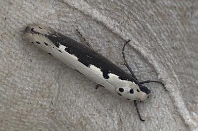 <i>Ethmia bipunctella</i>