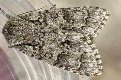 <i>Acronicta auricoma</i>