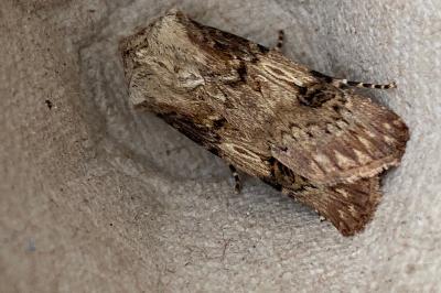 <i>Agrotis puta</i>