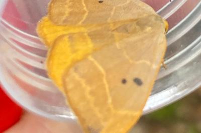 <i>Watsonalla binaria</i>
