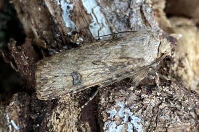 <i>Agrotis puta</i>