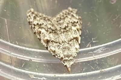 <i>Nola cicatricalis</i>