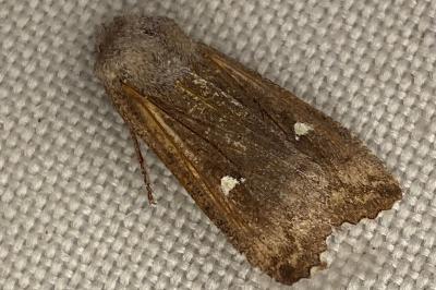 <i>Eupsilia transversa</i>