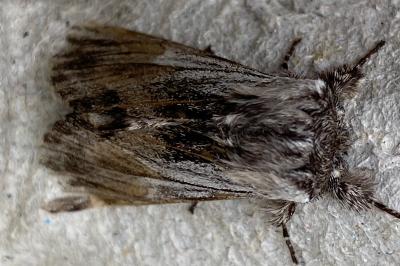 <i>Harpyia milhauseri</i>