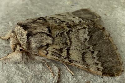 <i>Drymonia ruficornis</i>