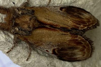 <i>Notodonta ziczac</i>