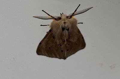 <i>Diaphora mendica</i>