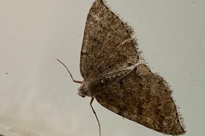 <i>Aleucis distinctata</i>