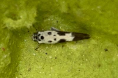<i>Ethmia quadrillella</i>