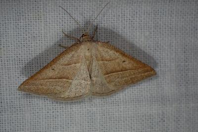<i>Petrophora chlorosata</i>