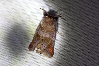<i>Clostera pigra</i>