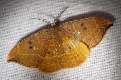 <i>Watsonalla binaria</i>