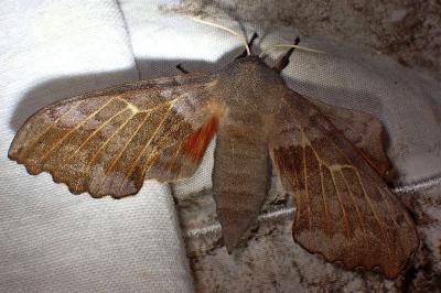 <i>Laothoe populi</i>
