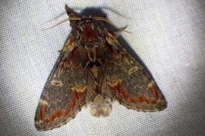 <i>Notodonta dromedarius</i>